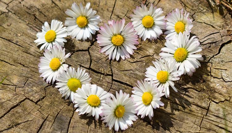 daisy heart